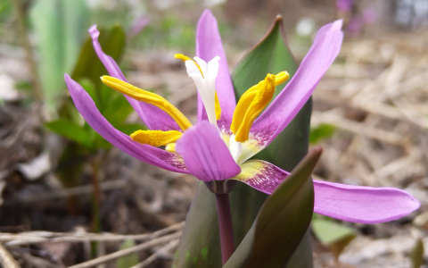 Красота природы Кузбасса